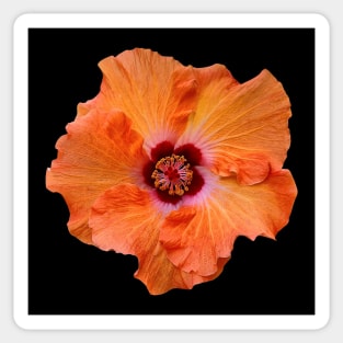 Hibiscus flower Sticker